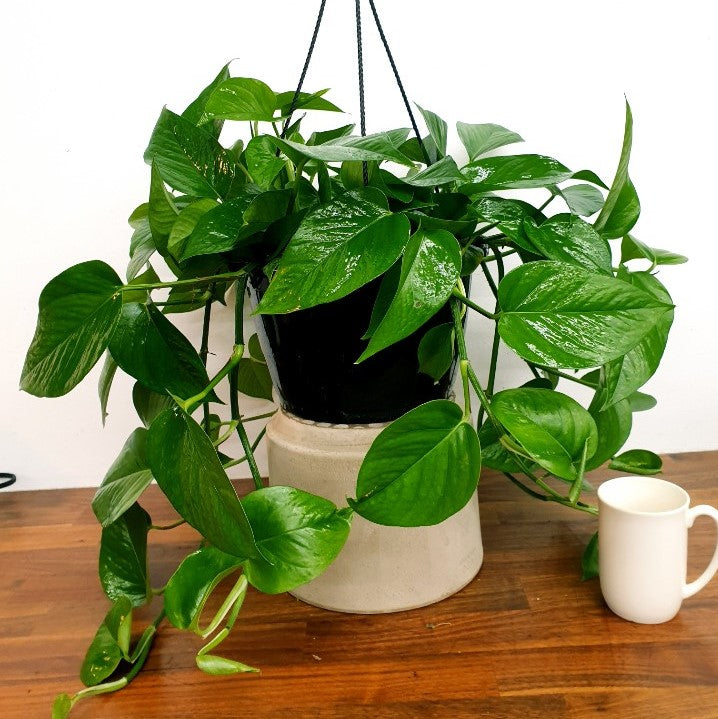 Pothos -Golden