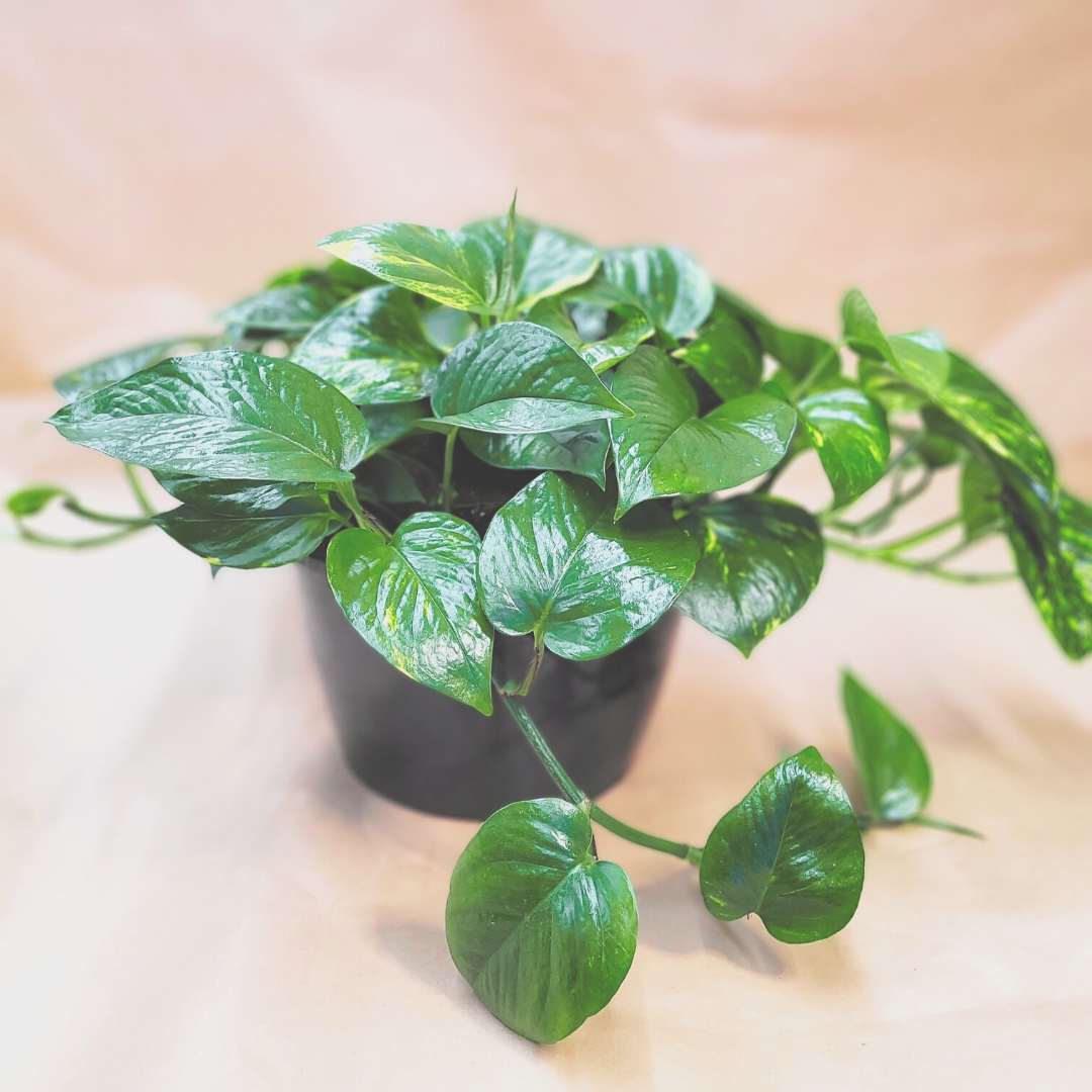Pothos -Golden