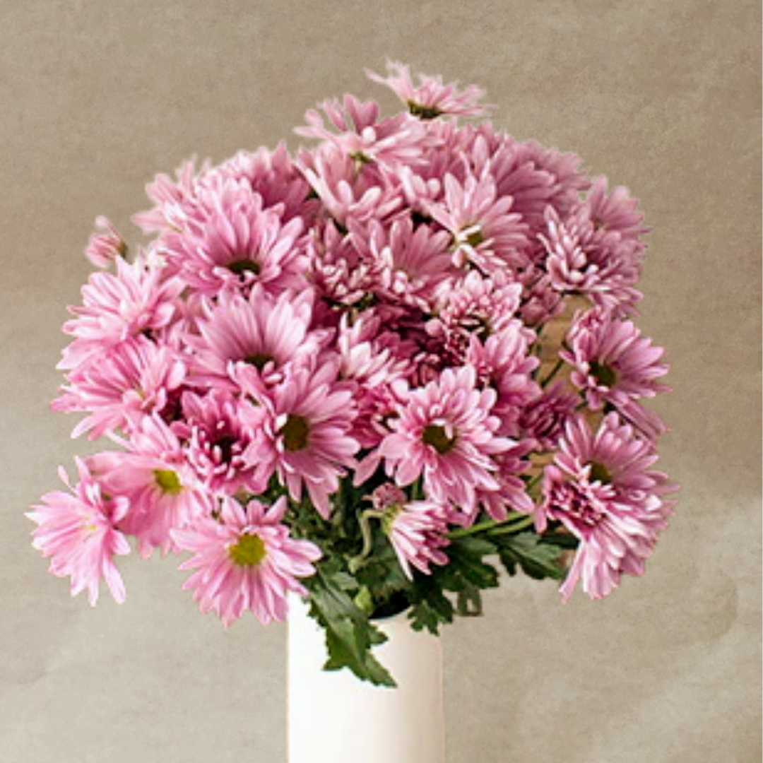 Single Type - Daisies