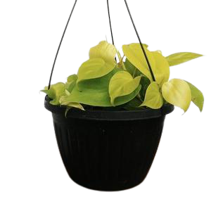 Philodendron Lemon Lime