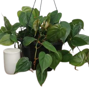 Philodendron Cordatum