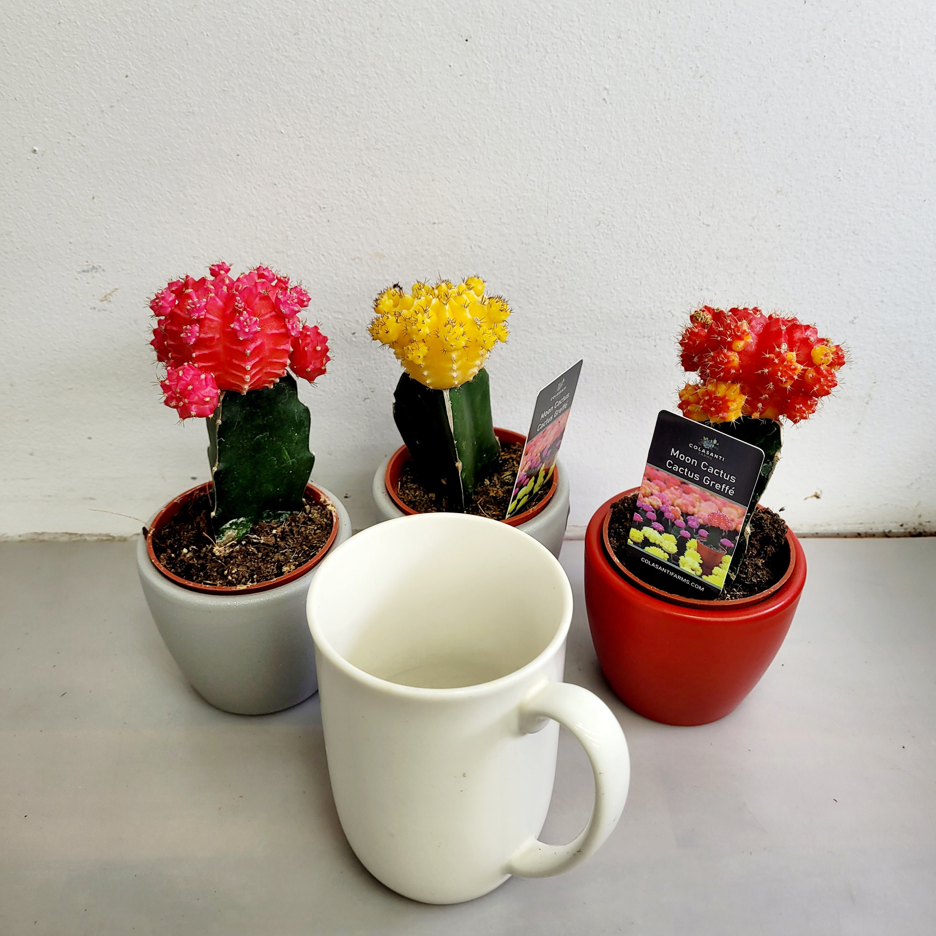Cactus Grafted