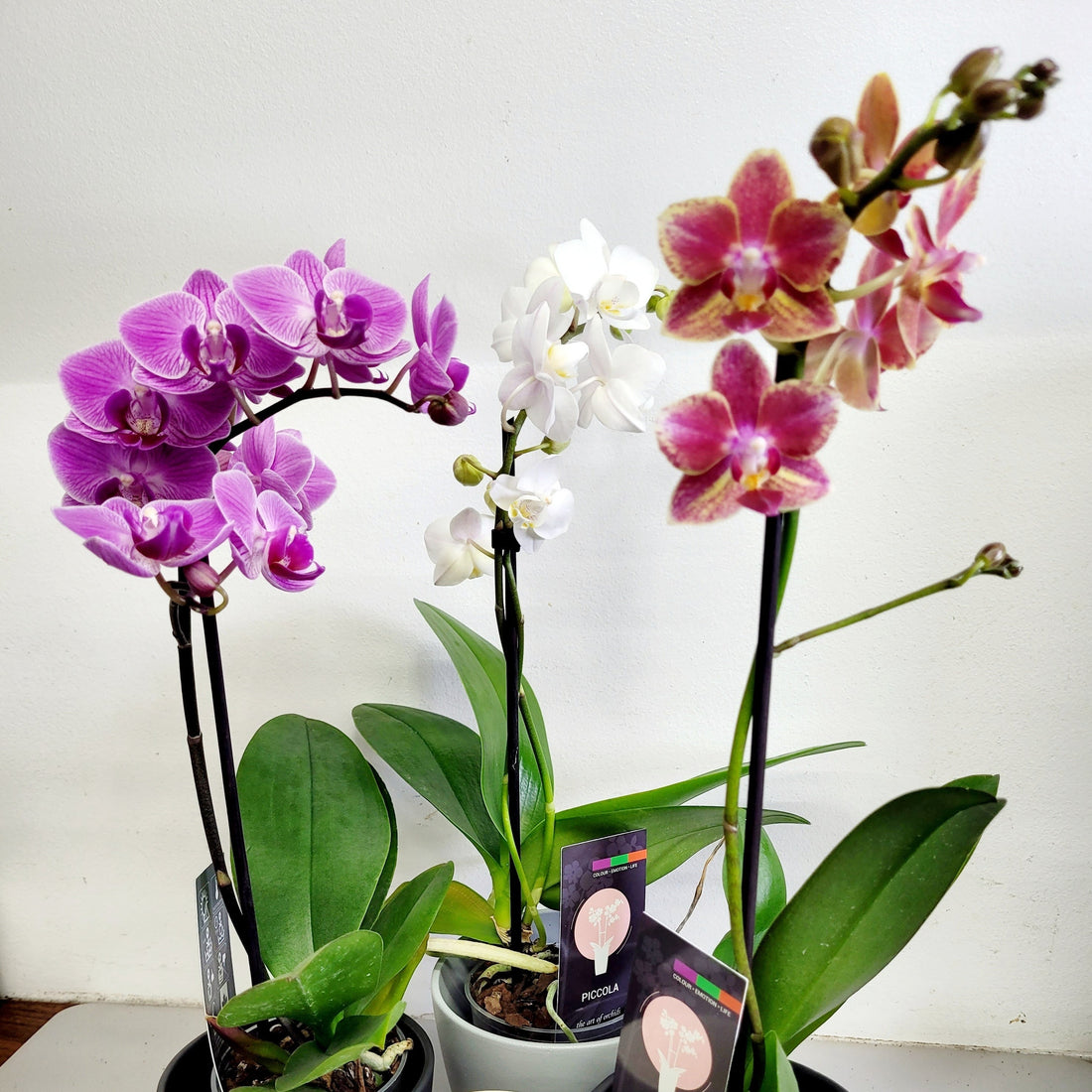 Phalaenopsis - Orchid 1 stem
