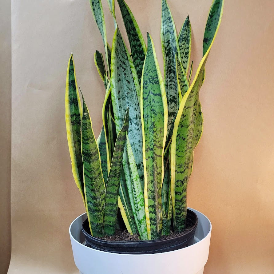 milt sansevieria Sanseveria Laurentii – Marché Milton Parc