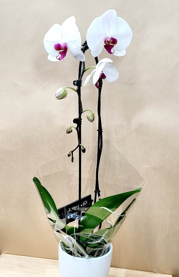 Phalaenopsis Cascade