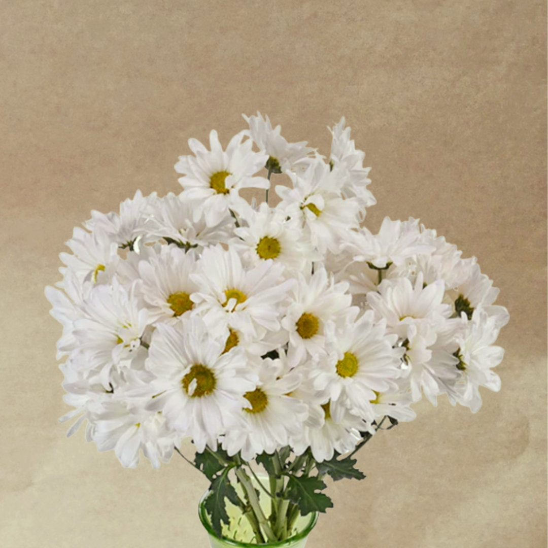 Single Type - Daisies