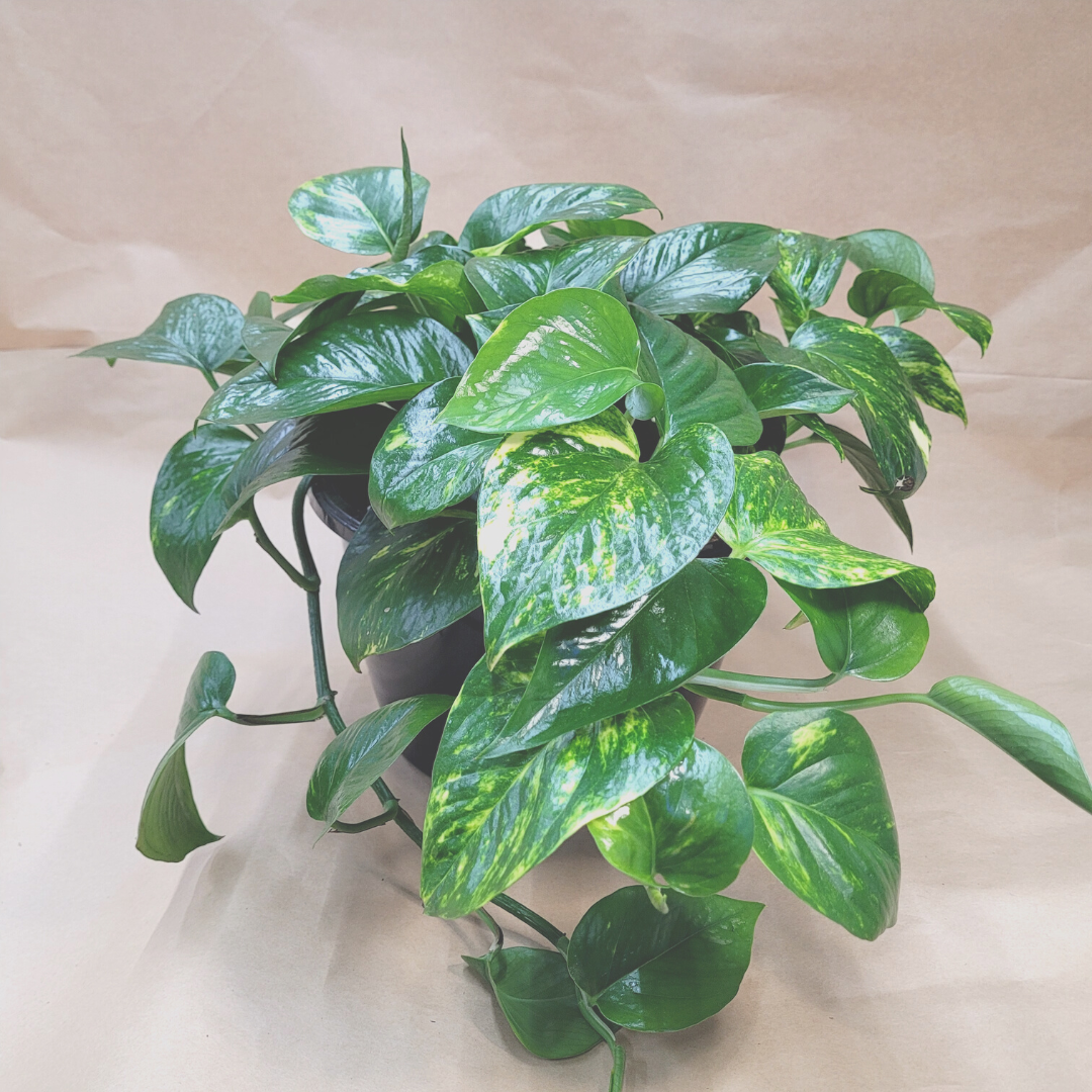 small golden pothos Pothos
