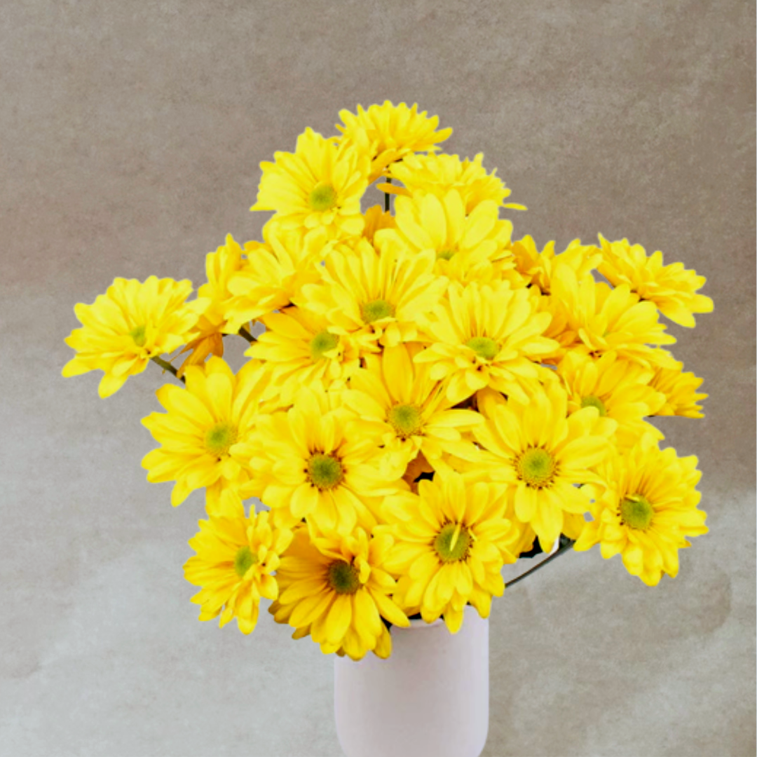 Single Type - Daisies