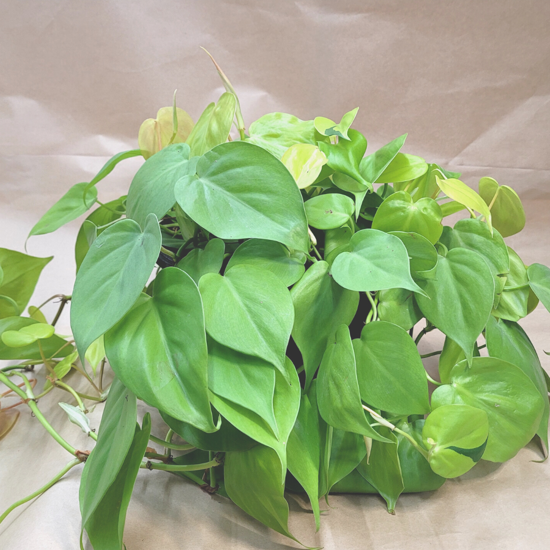 Philodendron Lemon Lime