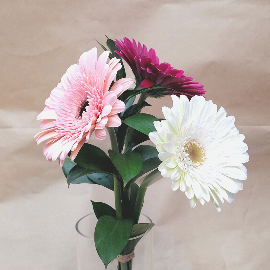 Single Type - Gerbras Assorted colors