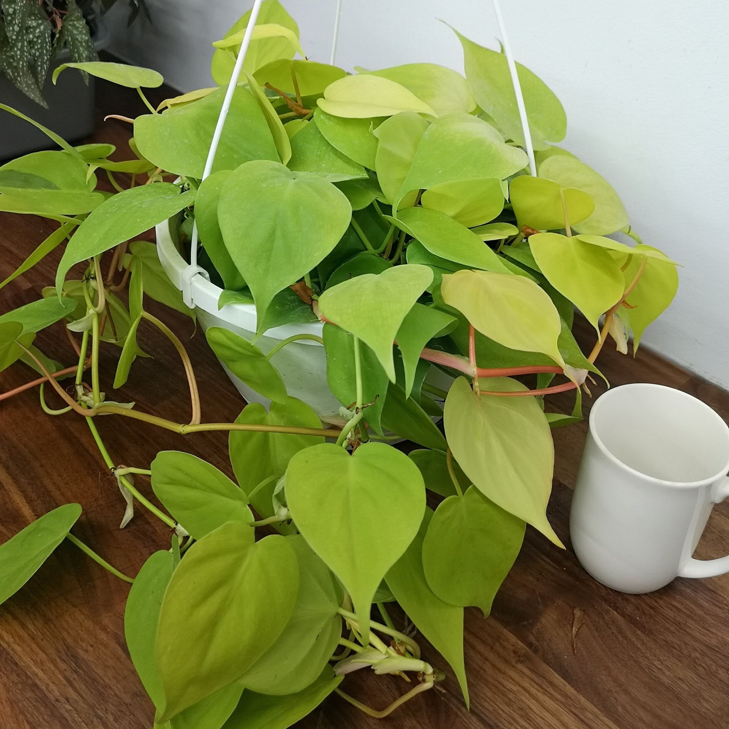 Philodendron Lemon Lime