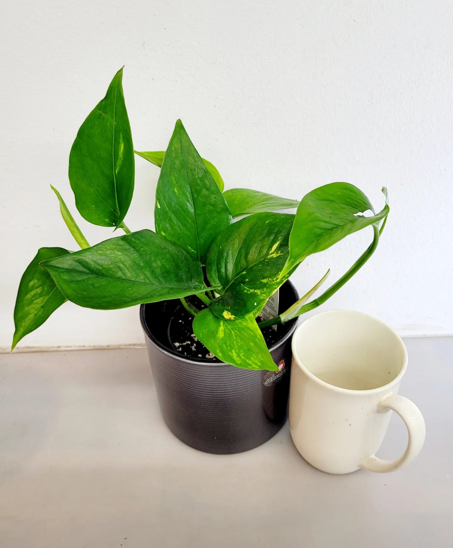 Pothos - Golden Small