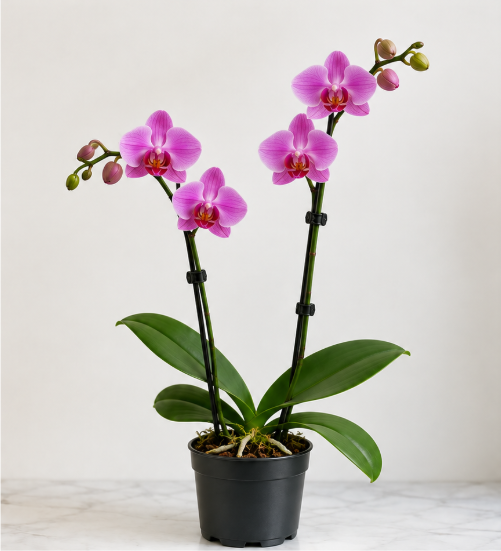 Phalaenopsis - Orchid Double stems