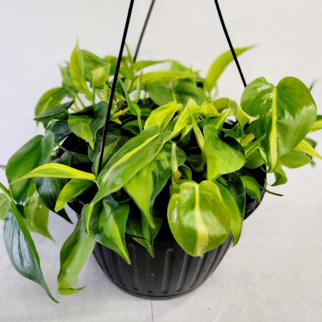 Philodendron Brazil