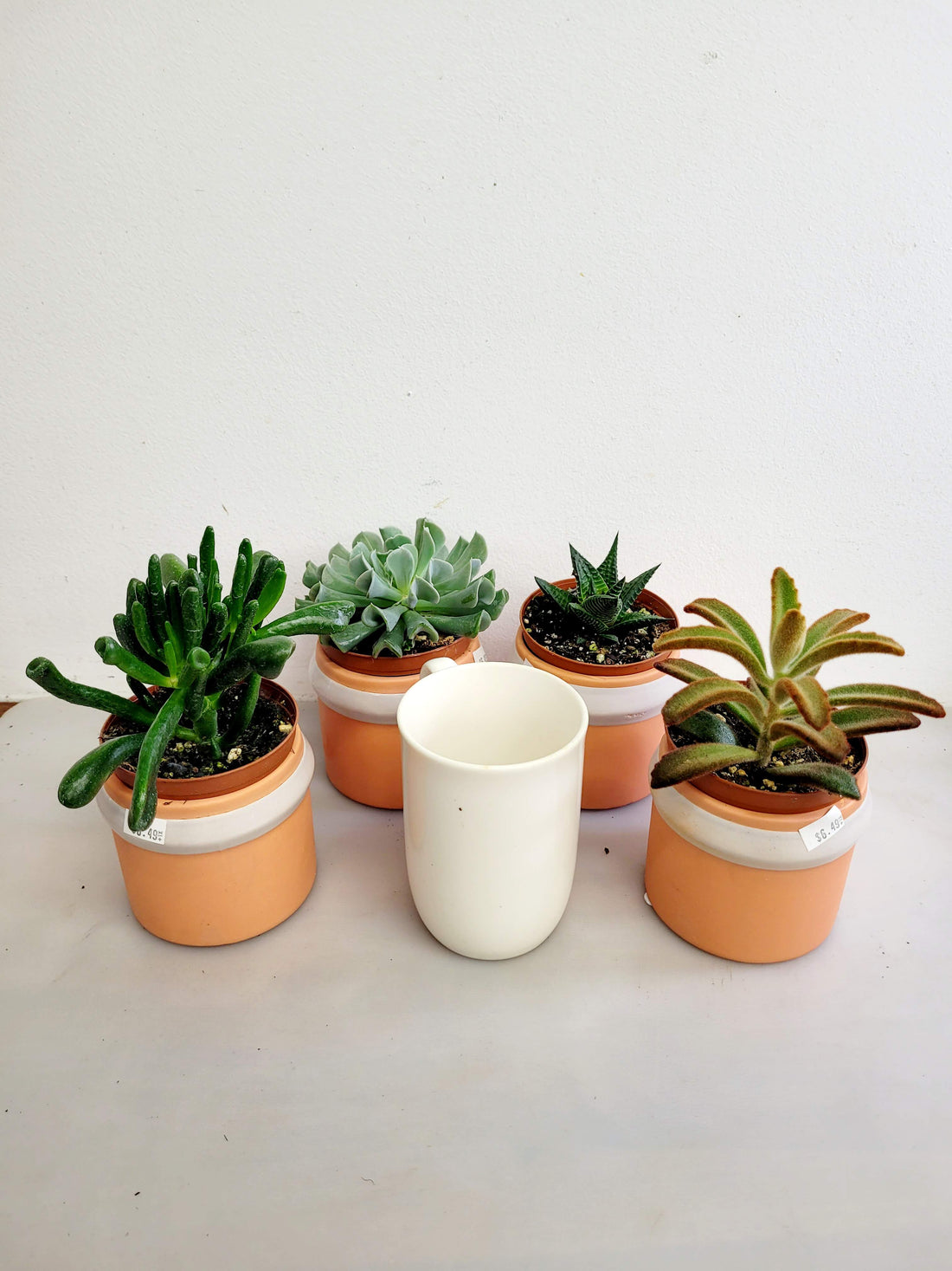 Succulent of our choice