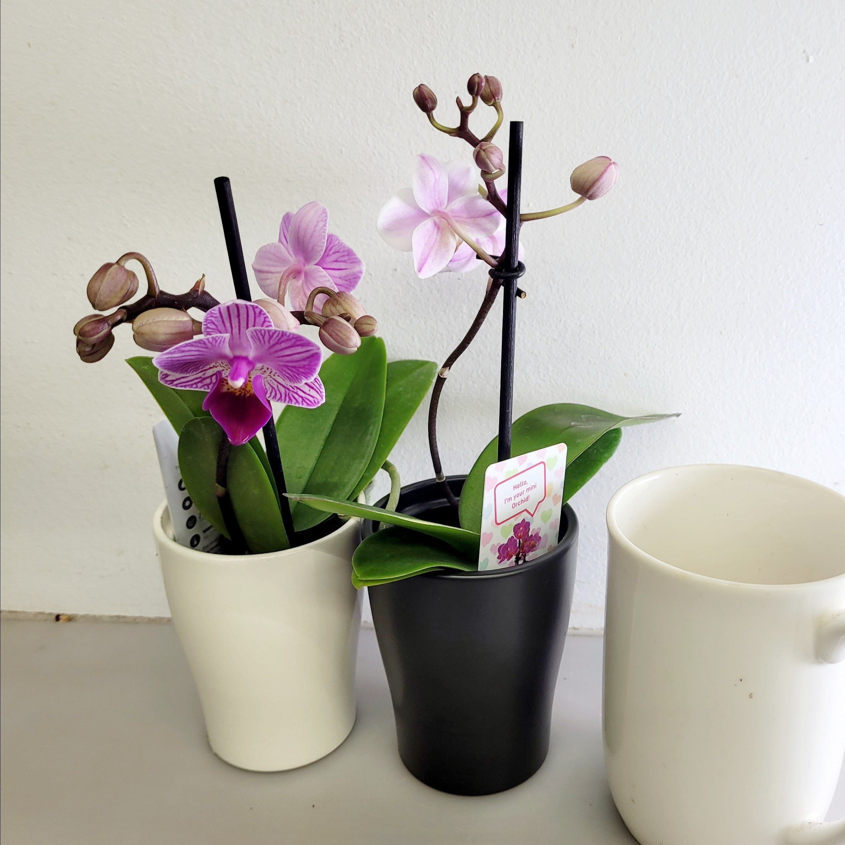 Phalaenopsis -Orchid Mini