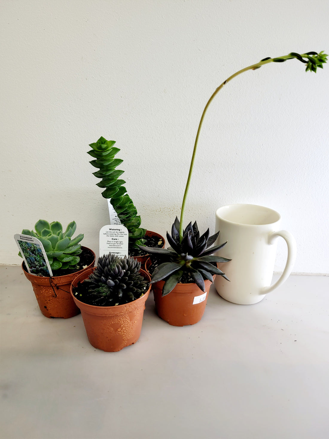 Succulent of our choice