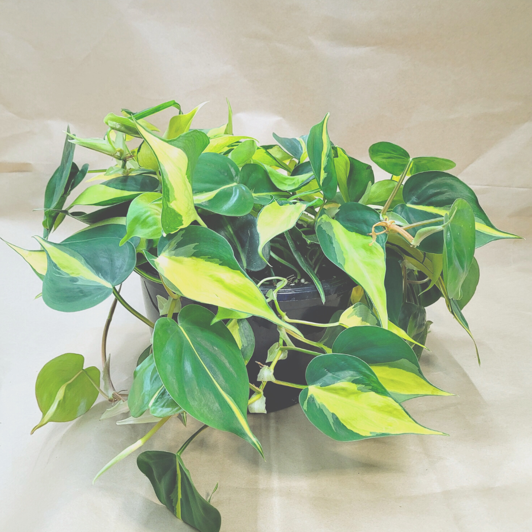 Philodendron Brazil