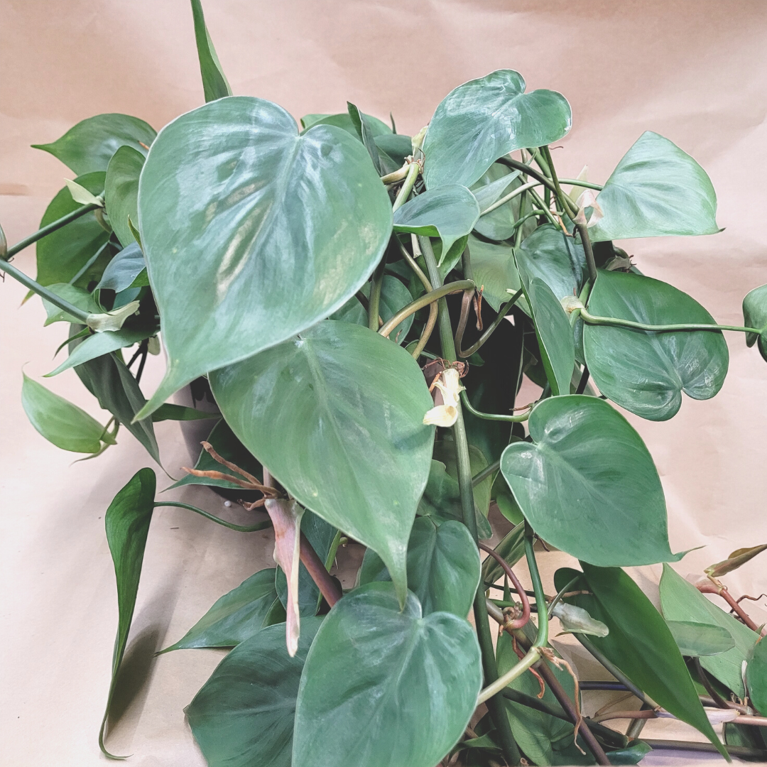 Philodendron Cordatum